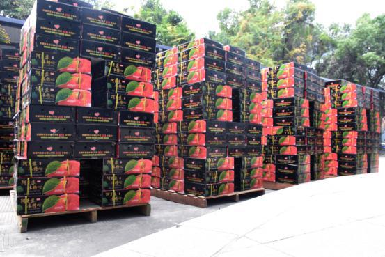 公司連續7年采購蘋果福利,助力鄉村經濟與教育建設